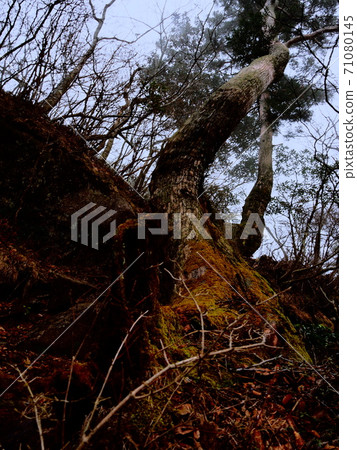 倒下的樹木的力量 71080145