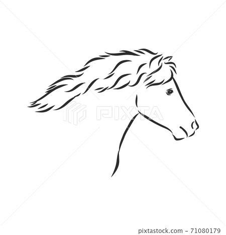 Vector hand drawing pony isolated on white background, pony horse, vector sketch illustration Vector hand drawing pony isolated on white background, pony horse, vector sketch illustration 71080179