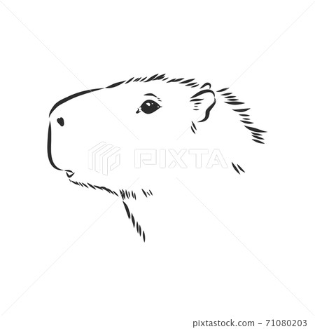 Capybara