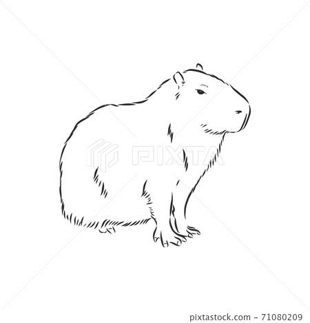 Capybara hand drawing. Animals of South America... - Stock Illustration