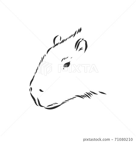 Capybara  Animal illustration art, Capybara, Animal illustration