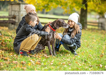 Children walking a german pointer outdoors, petting the dog on an autumn day 71080674
