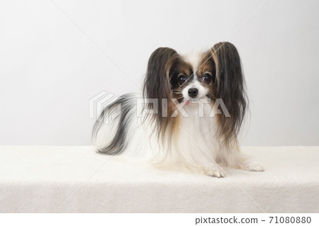 Papillon looking at camera Papillon looking at camera 71080880