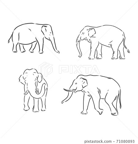 Vector illustration. Hand drawn realistic sketch of an elephant. elephant vector sketch illustration 71080893