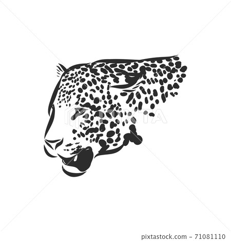 Jaguar. Hand drawn sketch illustration isolated on Jaguar. Hand drawn sketch illustration isolated on 71081110