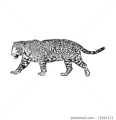 Jaguar. Hand drawn sketch illustration isolated on Jaguar. Hand drawn sketch illustration isolated on 71081111