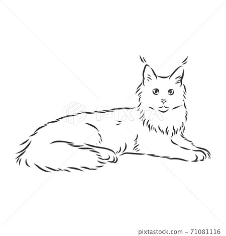 Maine coon cat portrait. Hand drawn vector 71081116
