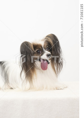 Papillon looking at camera Papillon looking at camera 71081185