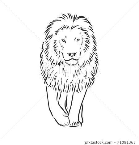 Sketched Lion Drawing by Marta Pawlowski - Fine Art America