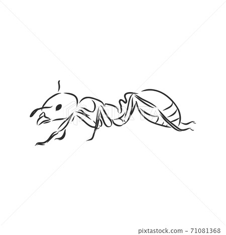 Hand drawn ant insect, one pismire painted by ink, 71081368
