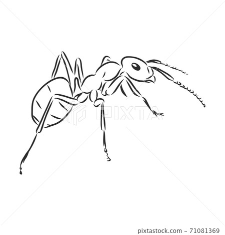 Hand drawn ant insect, one pismire painted by ink, 71081369