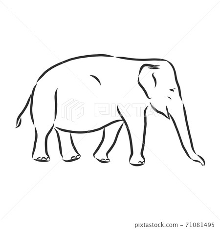 Beautiful sketch of an adult Asian elephant with Beautiful sketch of an adult Asian elephant with 71081495