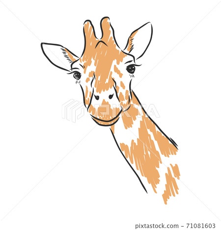 giraffe vector in black ink hand drawn sketch giraffe vector in black ink hand drawn sketch 71081603