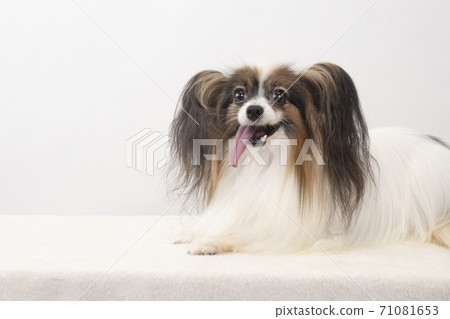 巴比龍看著微笑的相機 71081653