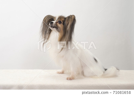 Papillon looking up 71081658