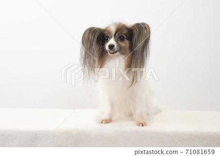Papillon smiling Papillon smiling 71081659