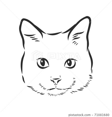 portrait of a cat, domestic cat, vector 71081680