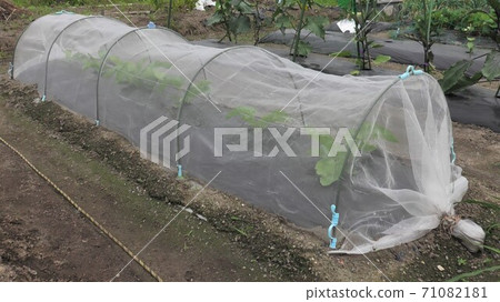 A white agricultural net made to protect against the cold and wind. A white agricultural net made to protect against the cold and wind. 71082181