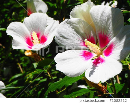 Beautiful Confederate rose flowers blooming in midsummer 71082212