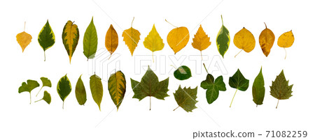 Set of Dry Leaves Isolated on White Background Set of Dry Leaves Isolated on White Background 71082259