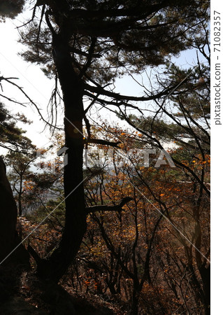 Bukhansan, national park, autumn, maple leaves 71082357
