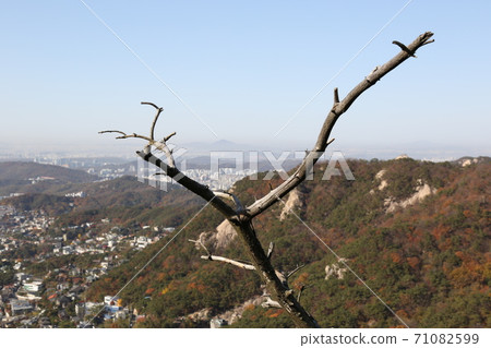 北漢山，國家公園，楓葉，秋天 71082599