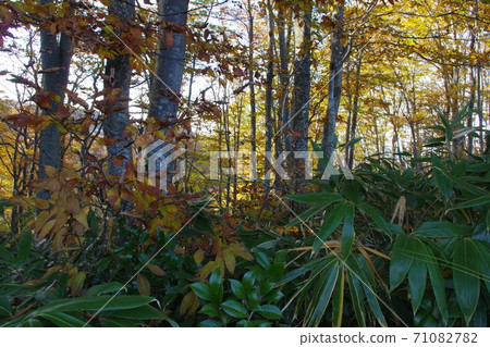 Autumn leaves hunting 71082782