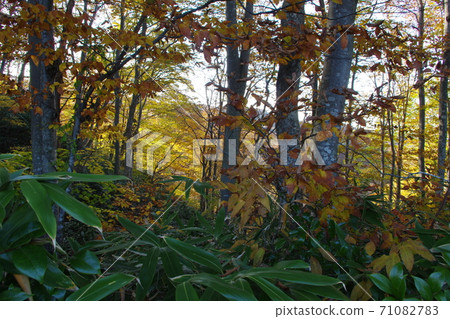 秋葉狩獵 71082783