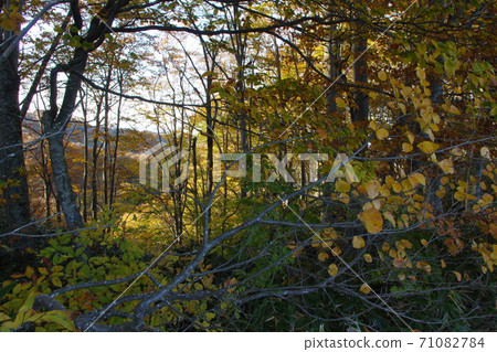 秋葉狩獵 71082784