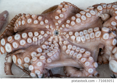 Whole frozen octopus on ice close up Whole frozen octopus on ice close up 71083051