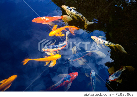 Image of butterfly koi 71083062