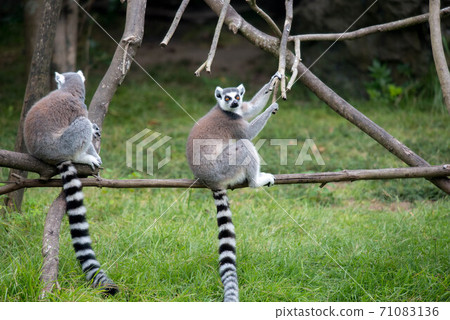 Animal garden 71083136