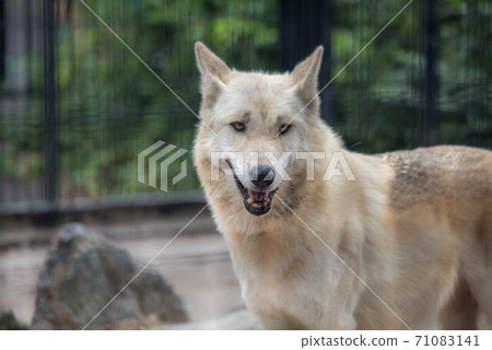 動物園 動物園 71083141