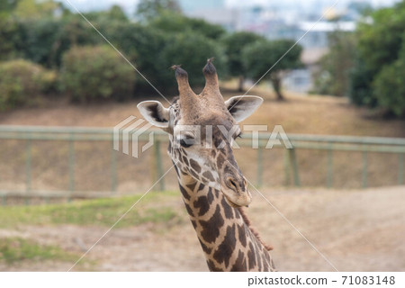 動物園 動物園 71083148