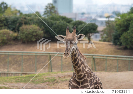 動物園 動物園 71083154