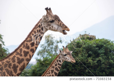 Animal garden 71083158