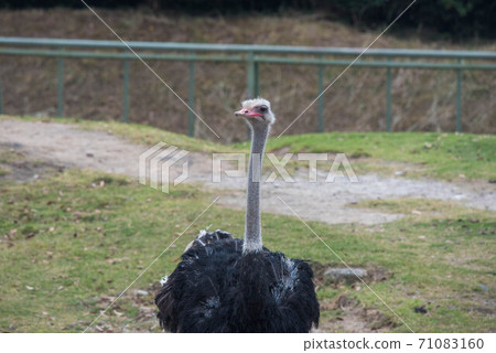 Animal garden Animal garden 71083160