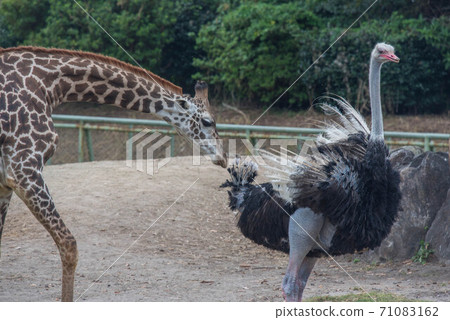 Animal garden 71083162