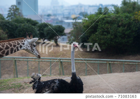 Animal garden 71083163