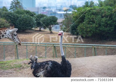 Animal garden Animal garden 71083164