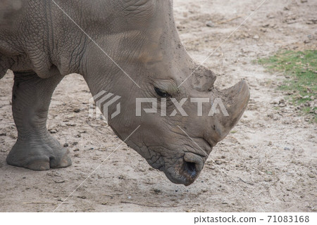 Animal garden Animal garden 71083168