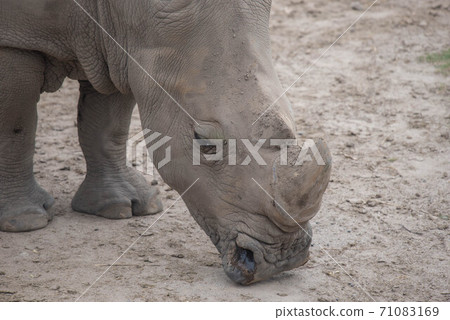 Animal garden Animal garden 71083169