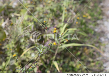 Ladybird perching on a sticking insect (Kosendangusa) 71083211