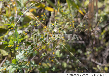 Sticking insect (Kosendangusa) 71083213