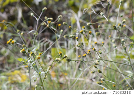 Sticking insect (Kosendangusa) 71083218