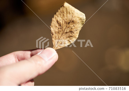 捏起落葉 71083516