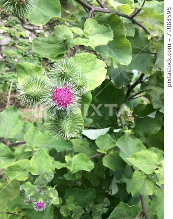 Large burdock flower Large burdock flower 71083598