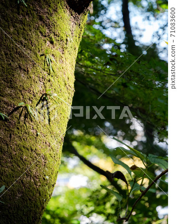 Moss and epiphytic orchids covering the bark of old trees that have been beautifully exposed to the sun Moss and epiphytic orchids covering the bark of old trees that have been beautifully exposed to the sun 71083600