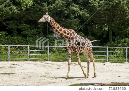 giraffe 71083660