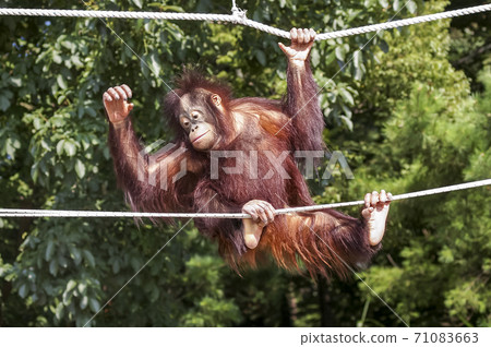 orangutan 71083663